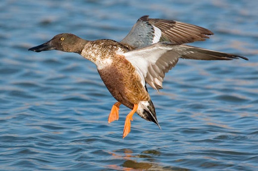 Pato cuchara - Foto: Wikipedia