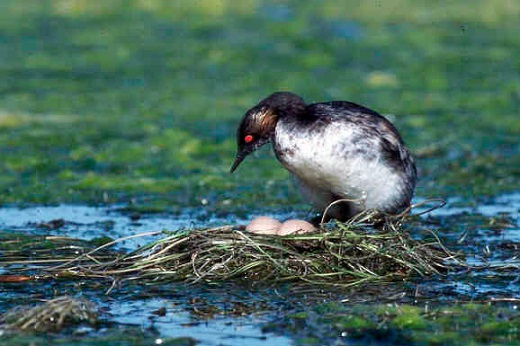 Zampullín cuellinegro - Foto: Wikipedia Zampullín cuellinegro - Foto: Wikipedia