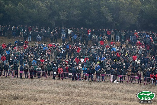 El público volverá a disfrutar mañana de las carreras de galgos en Nava del Rey / Federación Española Galgos