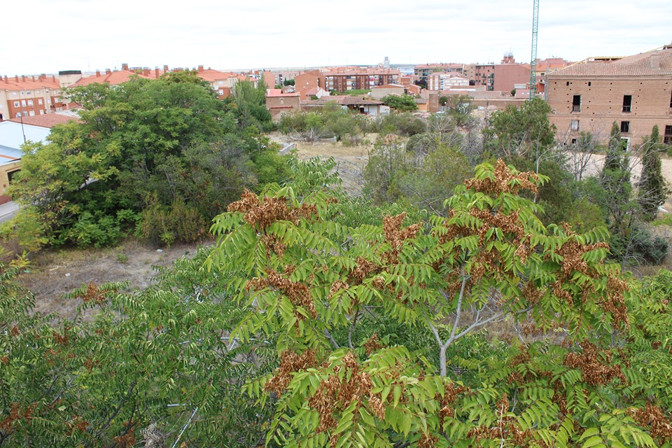 PARCICIPACIÓN CIUDADANA (REGRESAMOS)