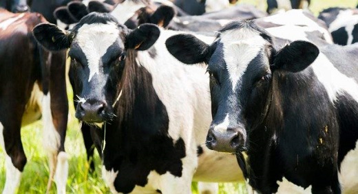 La Central Agropecuaria recupera el segundo puesto estatal en cuanto a afluencia de vacas.