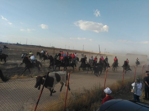 Medina del Campo: El Ayuntamiento desvela las ganaderías de los encierros de San Antolín 2019