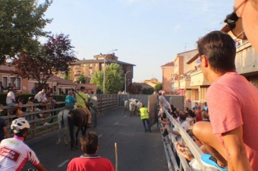 Medina del Campo: El «Encierro de Cabestros» estrena el corral del recorrido urbano.