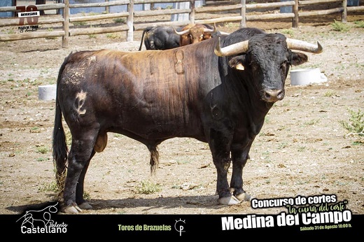 Toro elegido para el concurso "La Cuna del Corte", que tendrá lugar el próximo sábado 31 de agosto a las 18 horas.