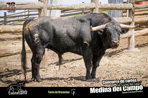 Toro elegido para el concurso "La Cuna del Corte", que tendrá lugar el próximo sábado 31 de agosto a las 18 horas.