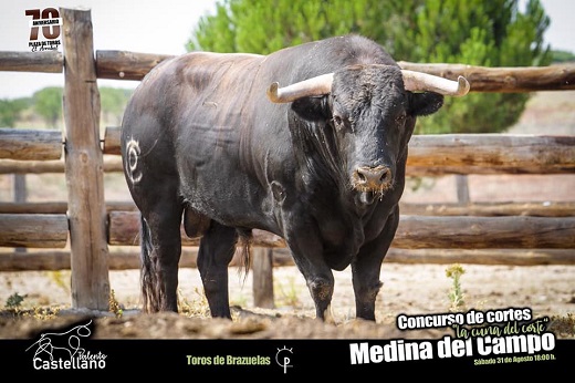 Toro elegido para el concurso "La Cuna del Corte", que tendrá lugar el próximo sábado 31 de agosto a las 18 horas.