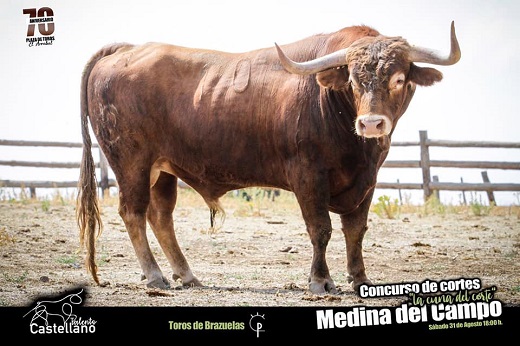 Toro elegido para el concurso "La Cuna del Corte", que tendrá lugar el próximo sábado 31 de agosto a las 18 horas.