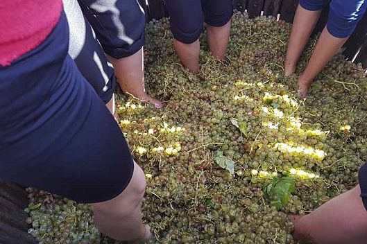 La uva, tan importante en Serrada. Fotografía cedida por el Ayuntamiento de Serrada