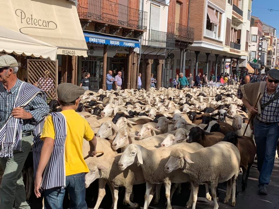 Vuelve la trashumancia a Medina del Campo. Reportaje fotográfico de la inauguradas VII Jornadas de la Trashumancia y Comercio de Lana en Medina del Campo. (REGRESAMOS)