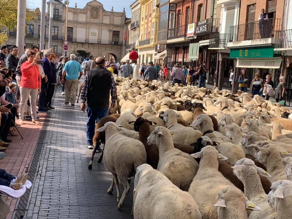 Vuelve la trashumancia a Medina del Campo. Reportaje fotográfico de la inauguradas VII Jornadas de la Trashumancia y Comercio de Lana en Medina del Campo. (REGRESAMOS)