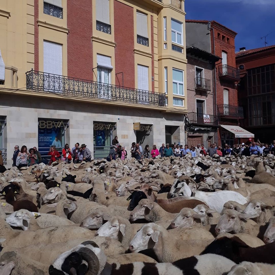 Vuelve la trashumancia a Medina del Campo. Reportaje fotográfico de la inauguradas VII Jornadas de la Trashumancia y Comercio de Lana en Medina del Campo. (REGRESAMOS)