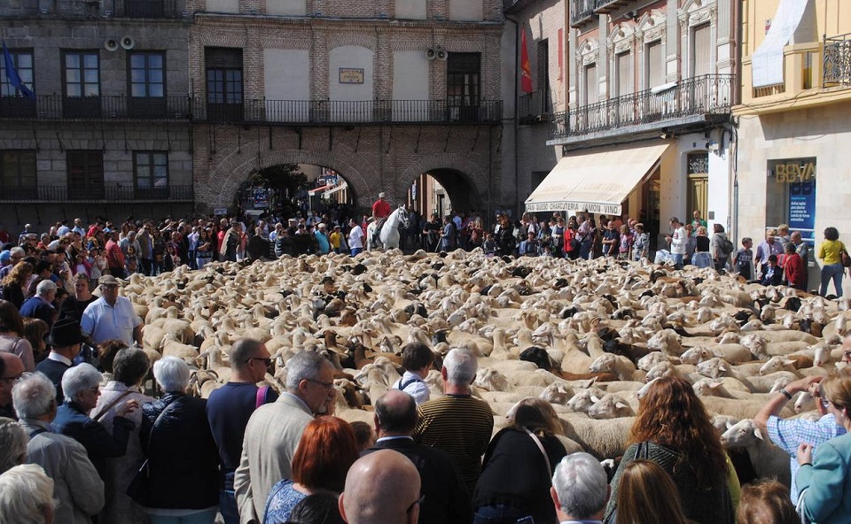 Vuelve la trashumancia a Medina del Campo. Reportaje fotográfico de la inauguradas VII Jornadas de la Trashumancia y Comercio de Lana en Medina del Campo. (REGRESAMOS)