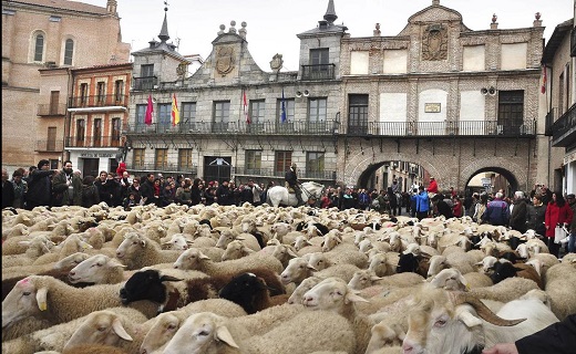 Ovejas merinas a su paso por el casco histórico de Medina en 2013. /