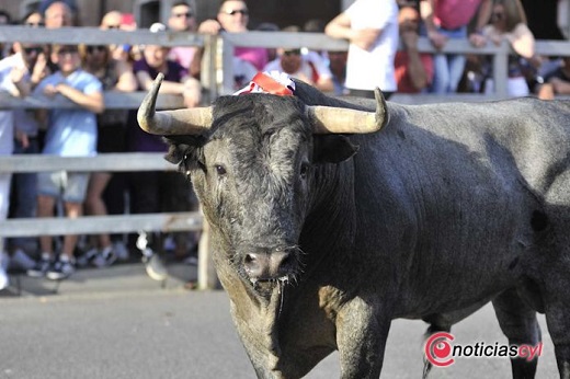 Toro de Feria 2019