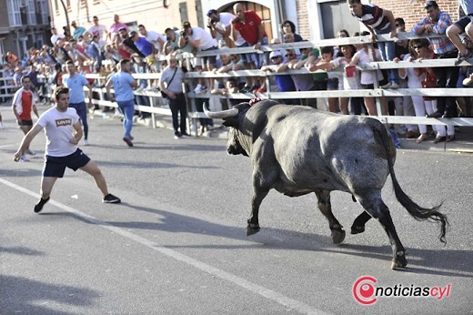 Toro de Feria 2019