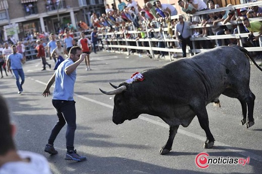 Toro de Feria 2019