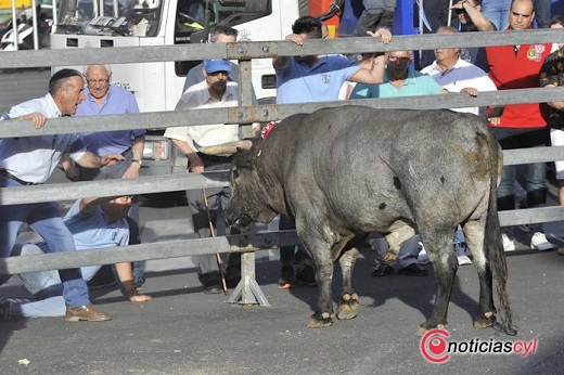 Toro de Feria 2019