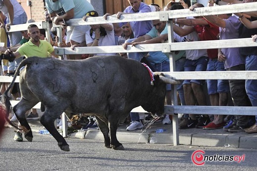 Toro de Feria 2019