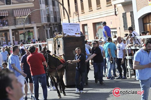 Toro de Feria 2019