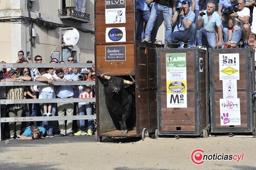 Toro de Feria 2019