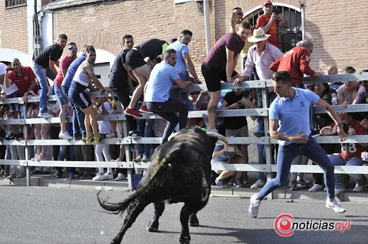 Toro de Feria 2019