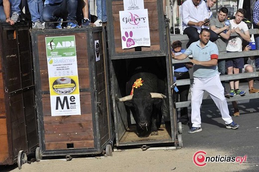 Toro de Feria 2019