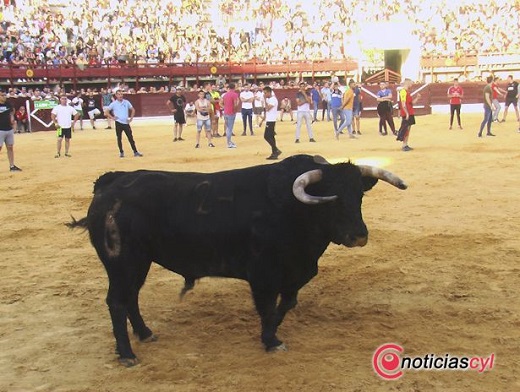 Toro de Feria 2019