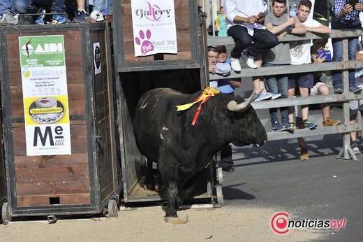 Toro de Feria 2019