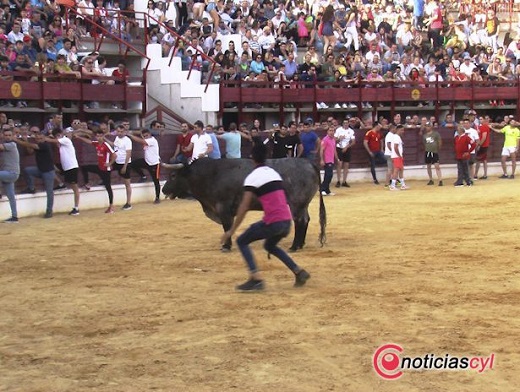 Toro de Feria 2019