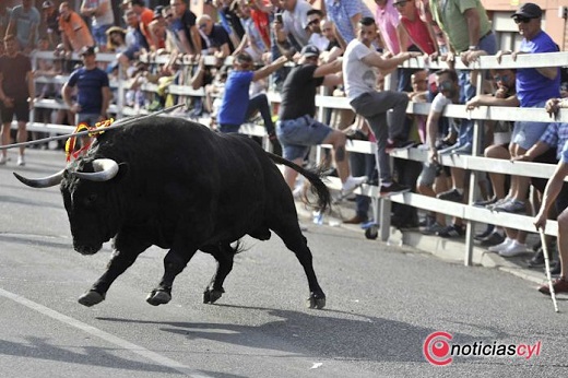 Toro de Feria 2019