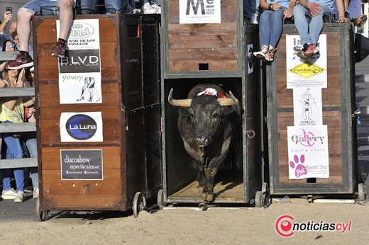 Toro de Feria 2019