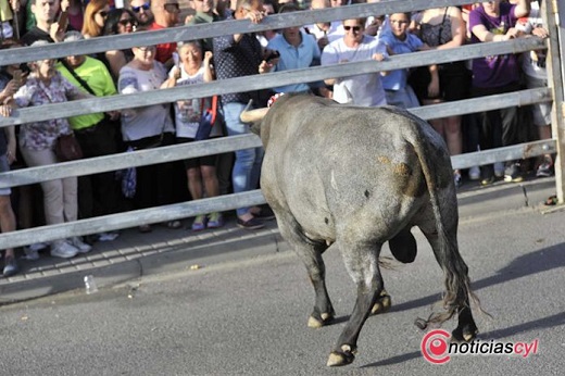 Toro de Feria 2019