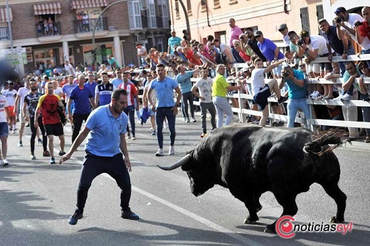 Medina del Campo se queda sin el ‘Toro de la Feria’ en junio como consecuencia del COVID-19.