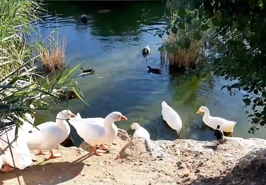 Río Zapardiel de Medina del Campo