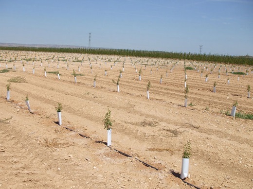 Plantación de almendros