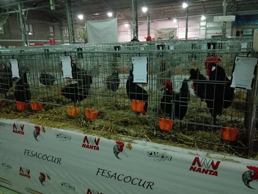 Ganeca trabaja para fomentar la cría de gallina negra castellana / Cadena Ser