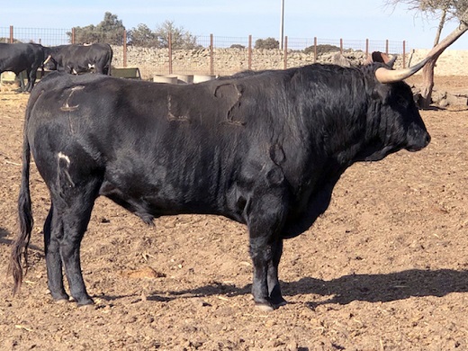 Ganadería Lorenzo-Rodríguez-Espioja-5