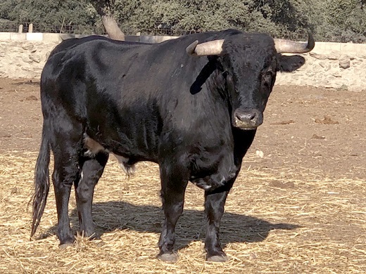 Ganadería Lorenzo-Rodríguez-Espioja-6