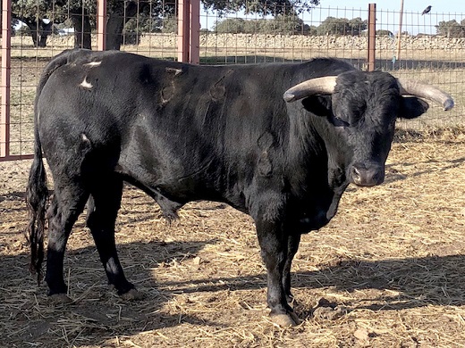 Ganadería Lorenzo-Rodríguez-Espioja-1