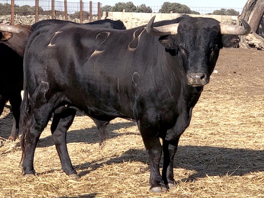 Ganadería Lorenzo-Rodríguez-Espioja-3