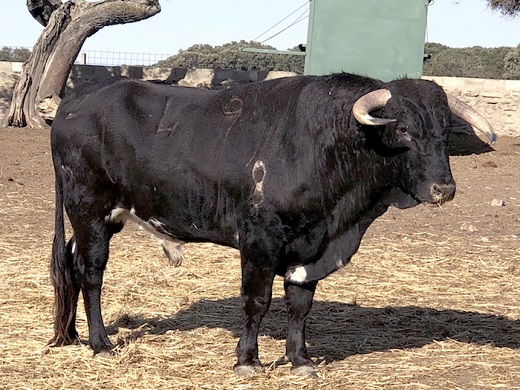 Ganadería Lorenzo-Rodríguez-Espioja-4