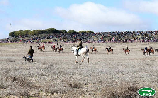 Las carreras de galgos volverán a ser protagonistas en Madrigal de las Altas Torres / Federación Española Galgos