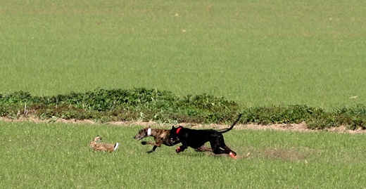 Arrancan las fases previas en Castilla y León para el Campeonato Nacional de Galgos