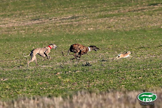 Aplazados los cuartos de final de galgos por las previsiones de lluvia en Madrigal de las Altas Torres / Federación Española Galgos