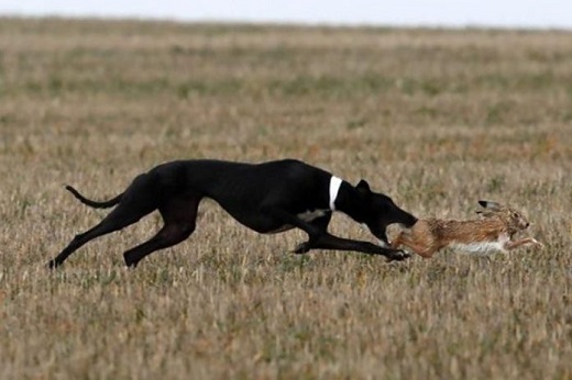 Liosa de Clemente. Fotografía: Federación Española de Galgos