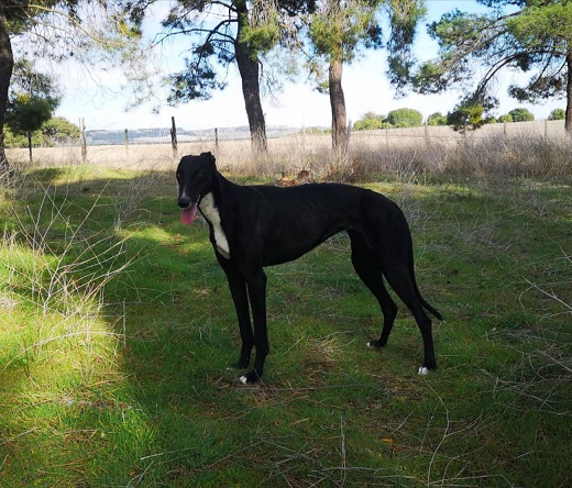 Liosa, la representante de Matapozuelos, avanza en el Campeonato de Galgos / Cadena SER