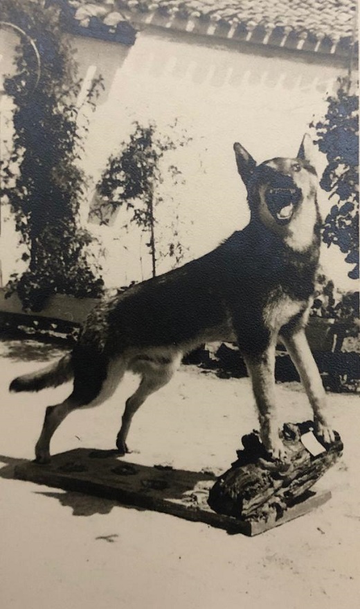 Consecuencia de sus grandes conocimientos y visión que tenía sobre la vida de los animales practicaba la taxidermia y el producto de este trabajo era una postura y expresión del animal muy acorde con la realidad