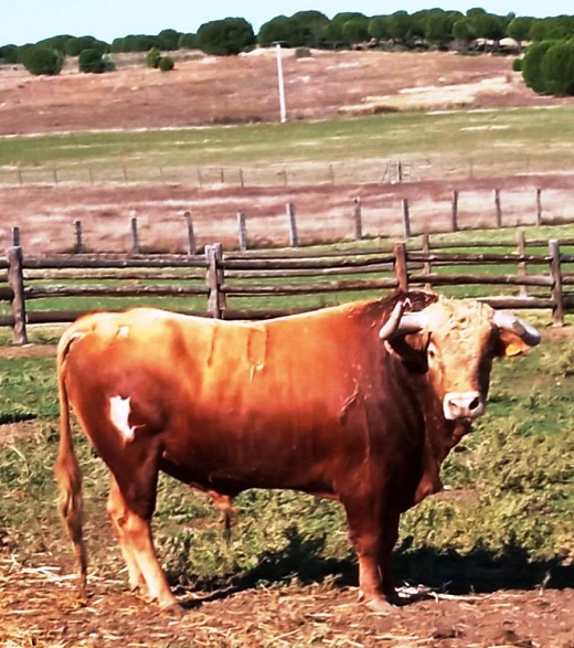 Novillo, de nombre &ldquo;Marqu&eacute;s&rdquo;