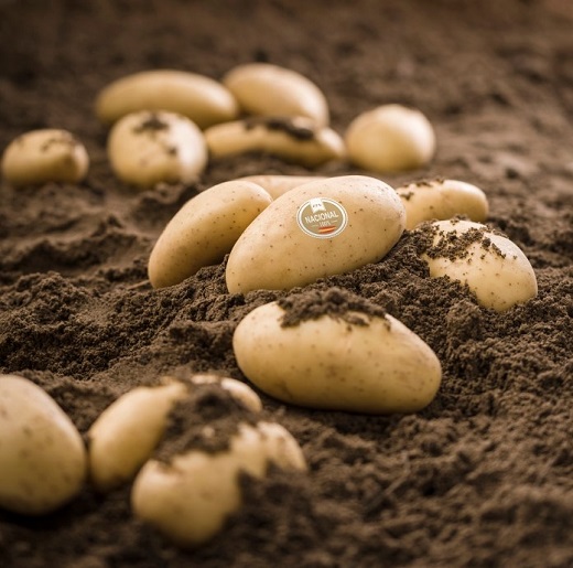 La patata nueva de España llega a los supermercados con la empresa de Medina del Campo Patatas Meléndez.