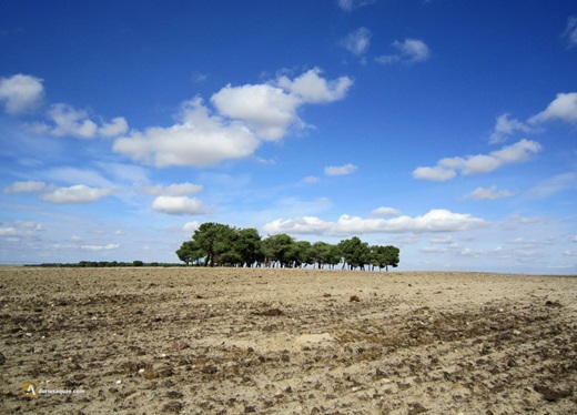 Tierras y Pinares